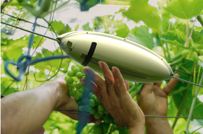 avversità in vigneto