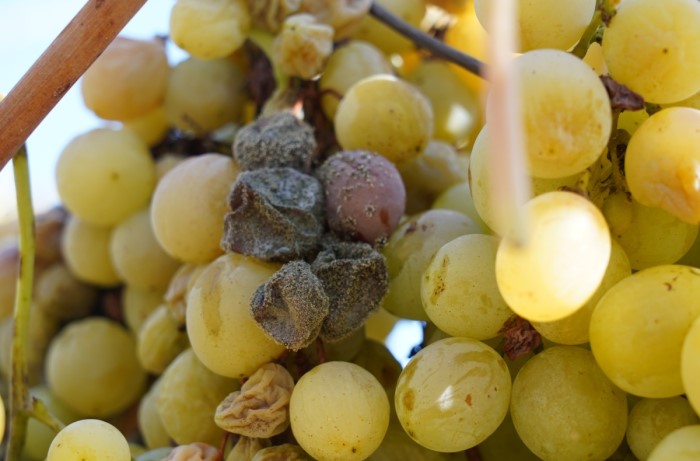 botrite della vite - uva da tavola