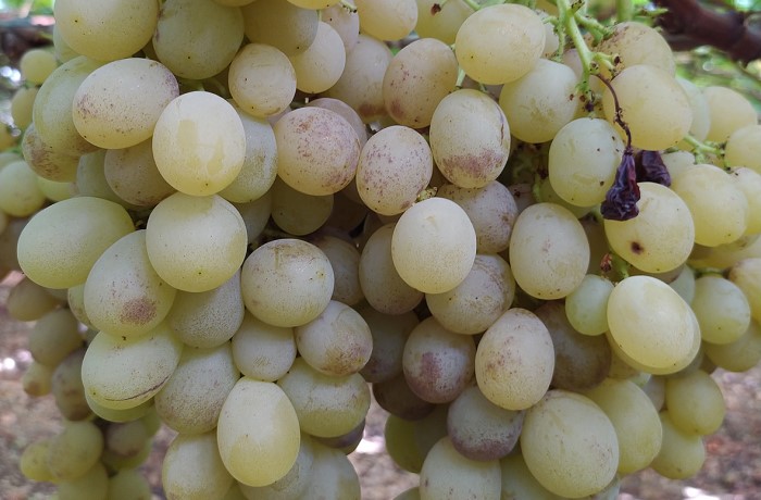 imbrunimento degli acini