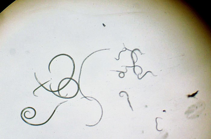nematodi 1