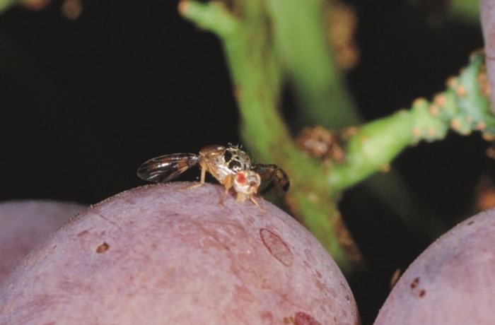 stagione uve mosca della frutta su acino