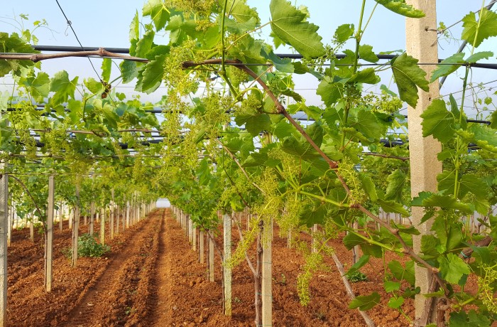 Fertilità delle gemme - Fioritura