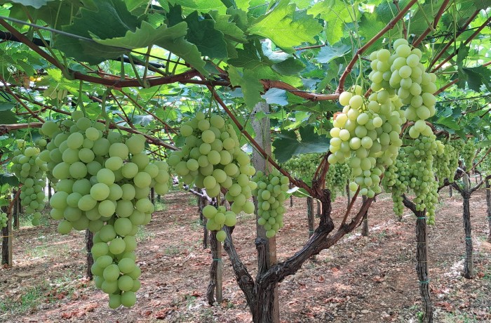 Fertilità delle gemme - Grappoli Uva