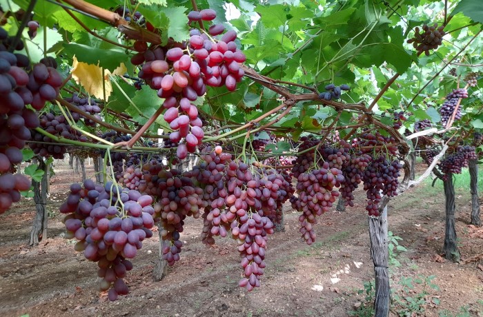 Fertilità delle gemme - Grappoli Uva