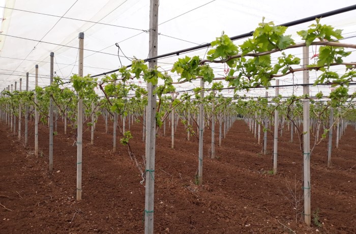 Fertilità delle gemme - Sviluppo vegetativo