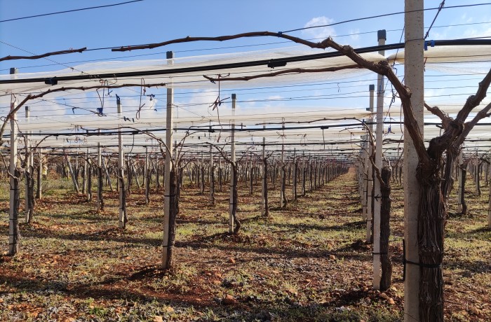 Fertilità delle gemme - Viti bruno