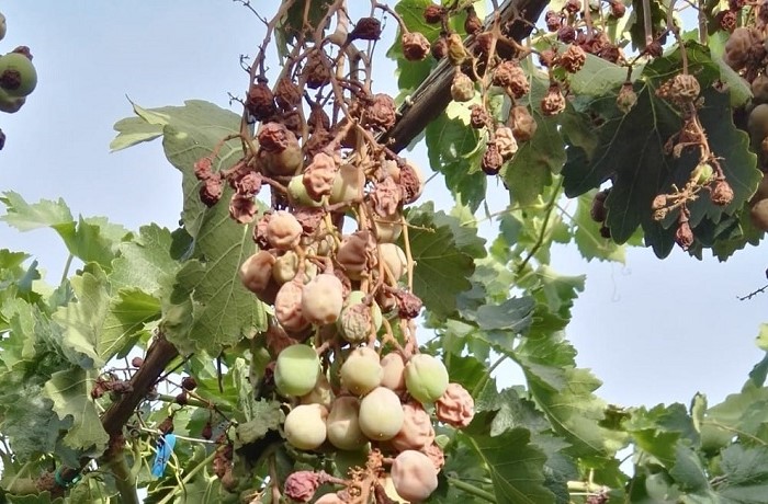 emergenza-idrica-scottature