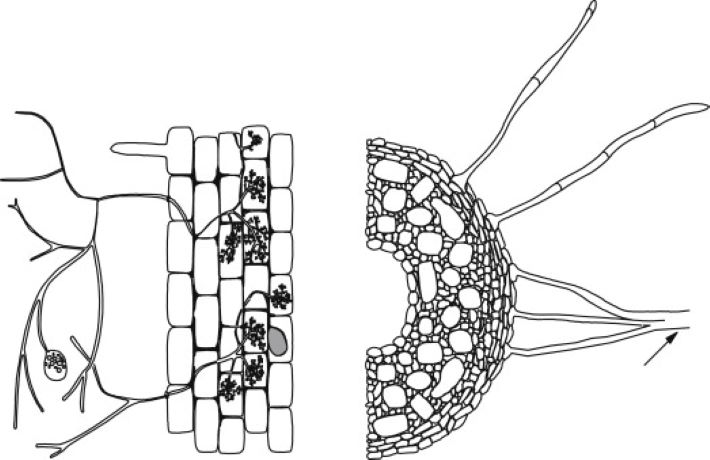 micorrize in viticoltura