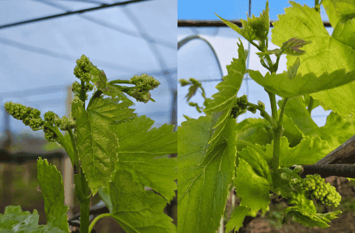 UVA DA TAVOLA 2025 (1)