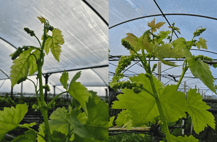 UVA DA TAVOLA 2025 SICILIA