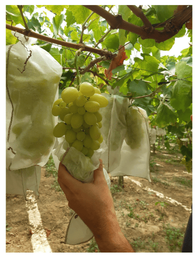 insacchettamento grappoli (1)