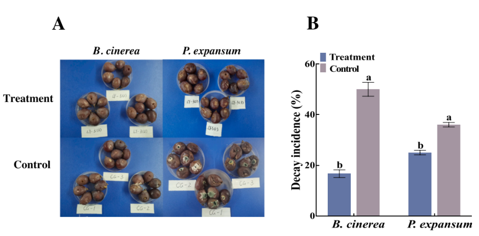 post-raccolta lievito