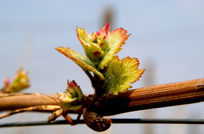 potatura della vite e fertilità delle gemme