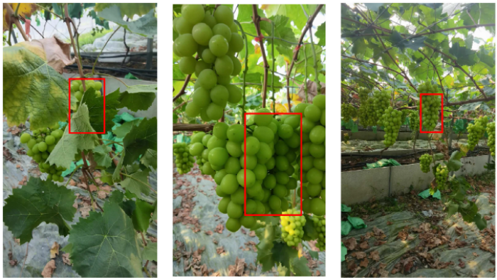 raccolta dell'uva - robot