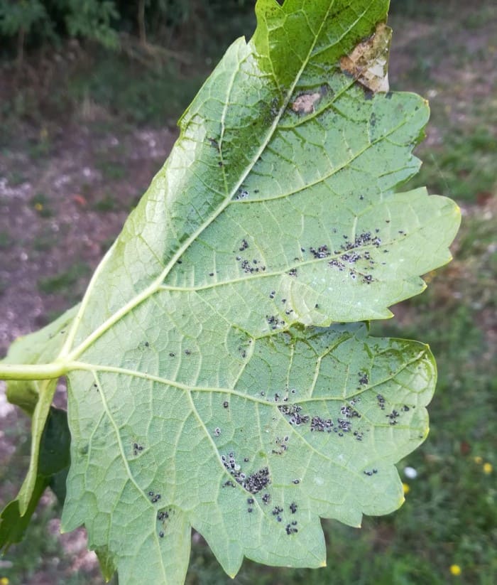 foglia infestata da Aleurodide spinoso (1)
