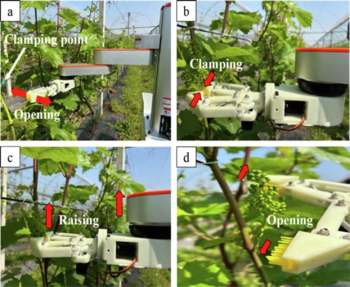diradamento dei grappoli