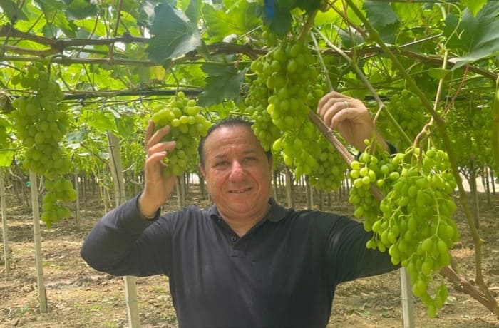 IGP Mazzarrone uva (1)