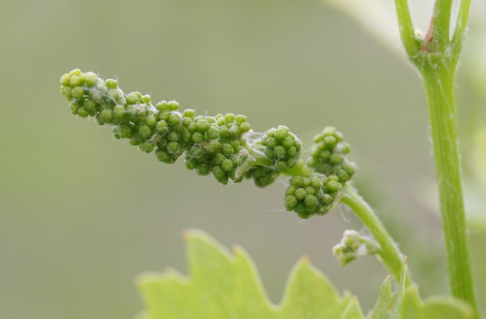 allungamento del rachide 1