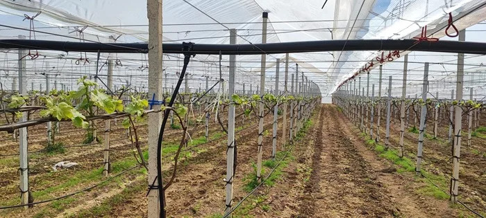 prodotti fitosanitari 