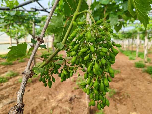 stagione dell'uva da tavola