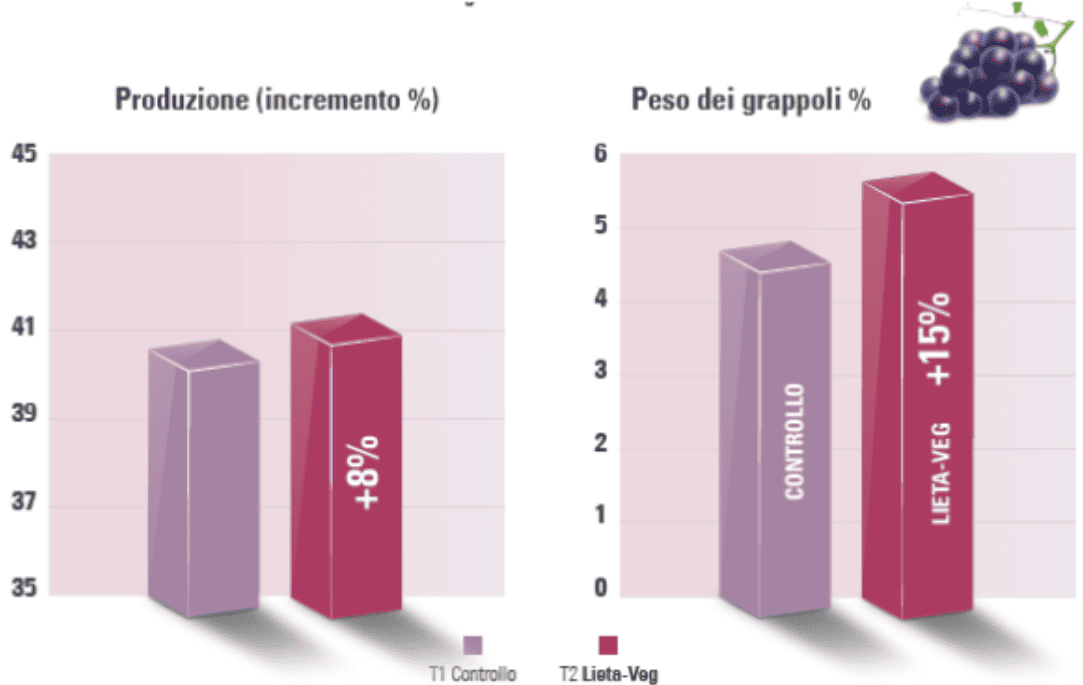 uva da tavola agriges