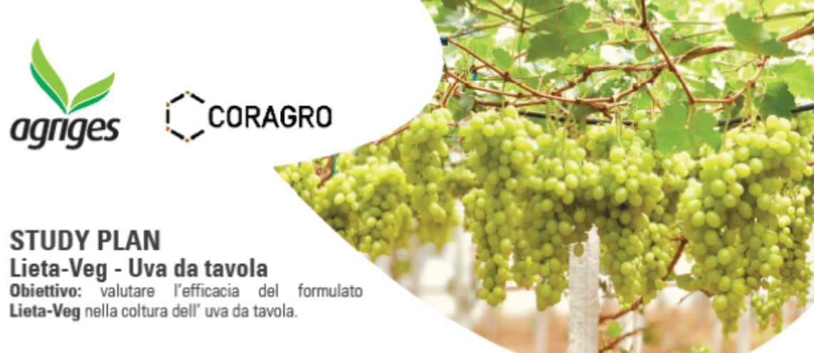 uva da tavola copagro