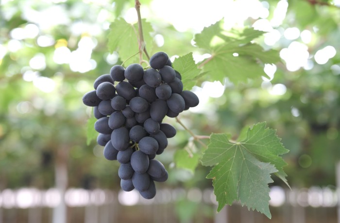 Comparto dell'uva grasso la zagara