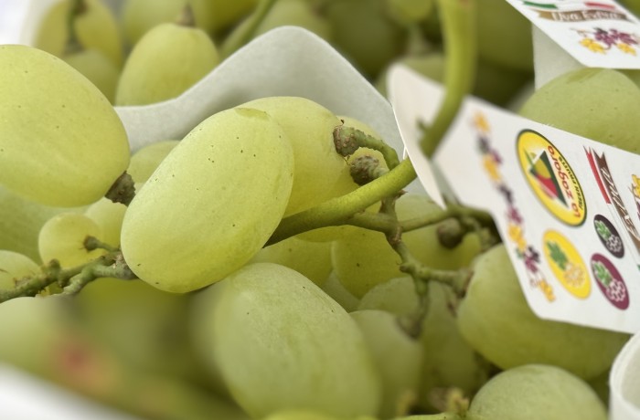 Comparto dell'uva la zagara