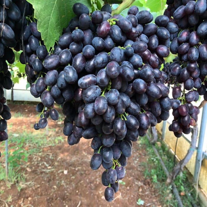 biolchim - uva da tavola