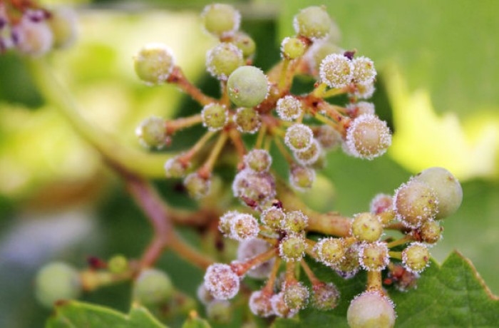 peronospora-della-vite
