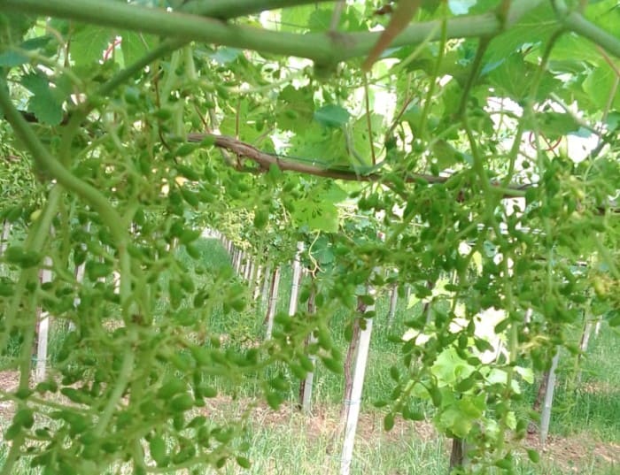 stagione dell'uva patruno9 (1)