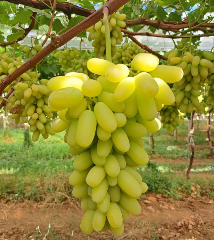 uva arra yumbo
