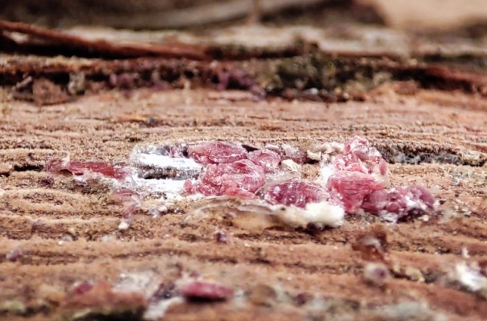 uva da tavola in perù