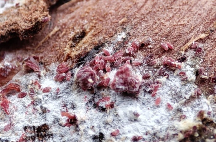 uva da tavola in perù - nuovo parassita