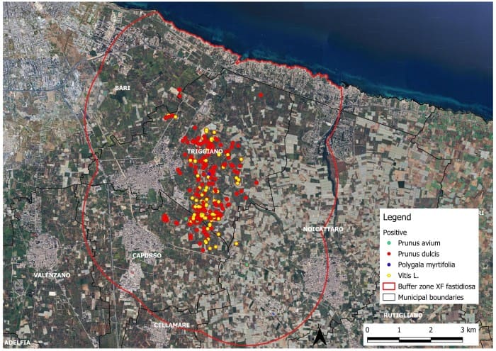 xylella su vite