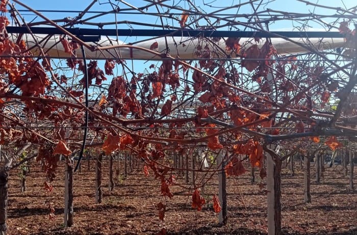 xylella su vite