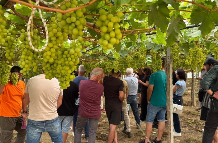 grape exhibition