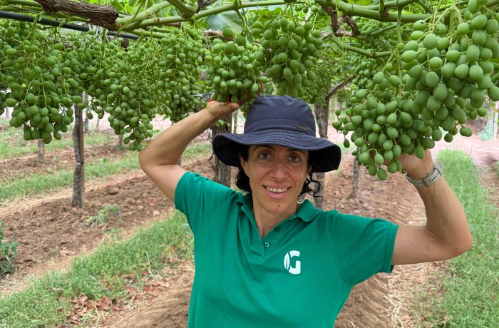 uva da tavola annamaria fanelli