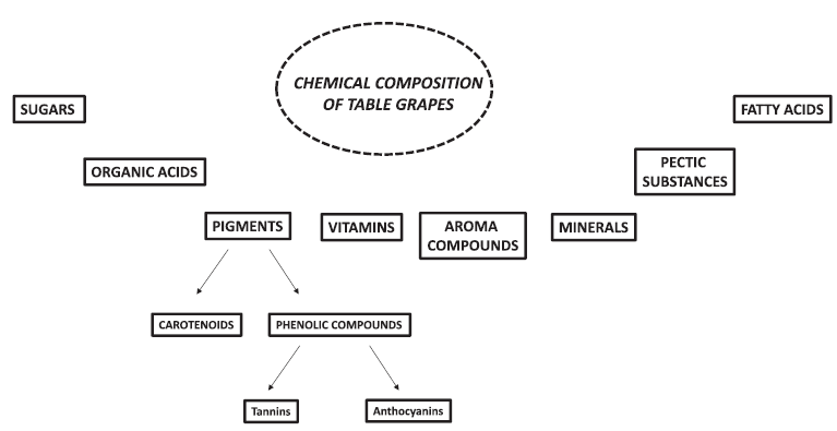 uva alimento funzionale