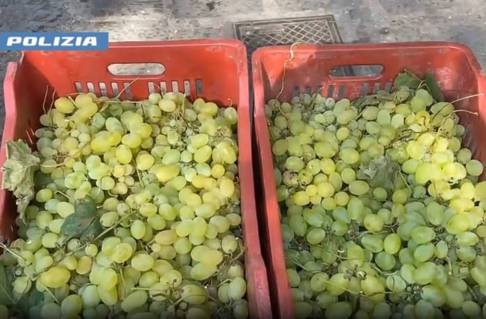 uva da tavola non tracciata (1)