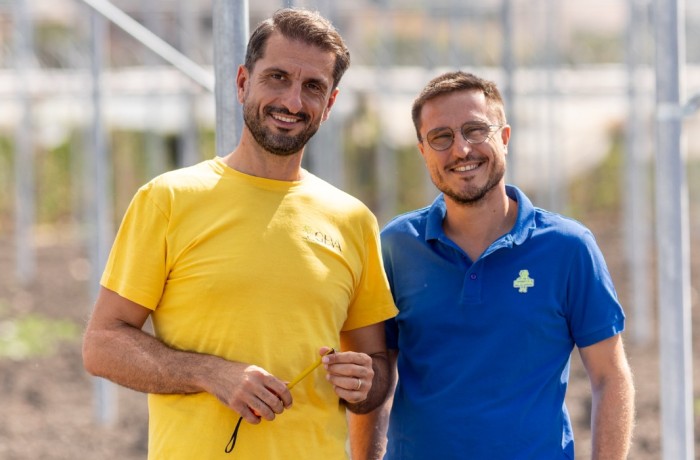 campagna viticola vita