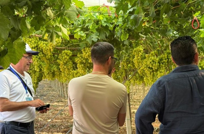 grape exhibition