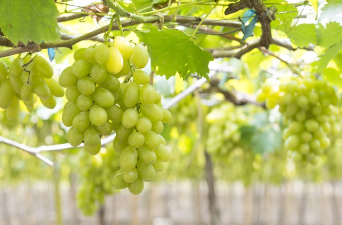 mercato uva da tavola 2025