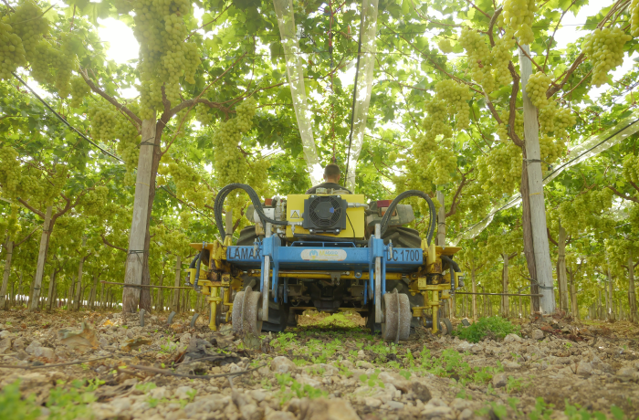 sottofila vigneto maggio