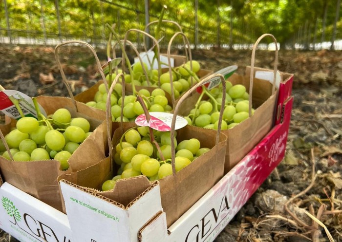 stagione viticola 2025