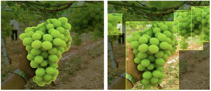 uva da tavola int art