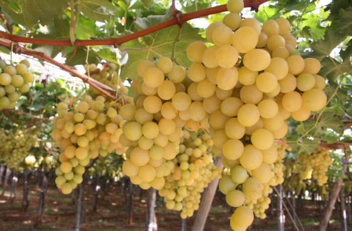 uva da tavola italia