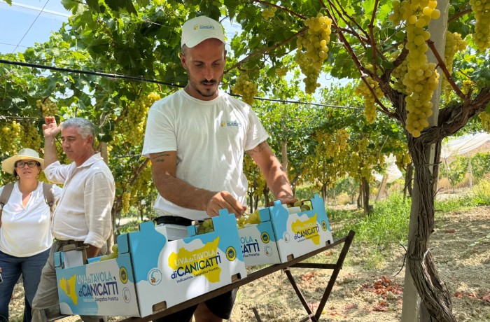 uva di canicattì IGP raccolta