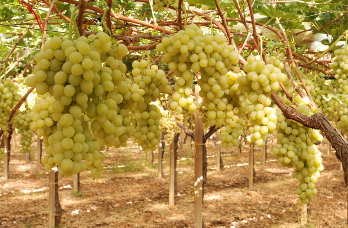 FURTI DI UVA SICILIA VITTORIA