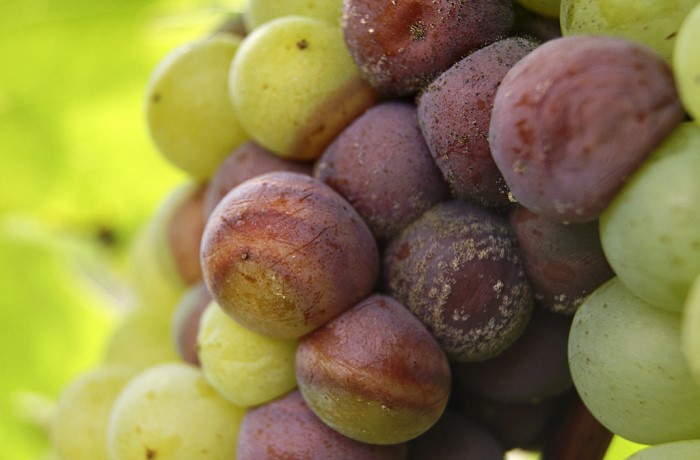 botrite-della-vite-1-2